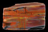 Polished Petrified Wood (Araucarioxylon) Section - Arizona #144735-1